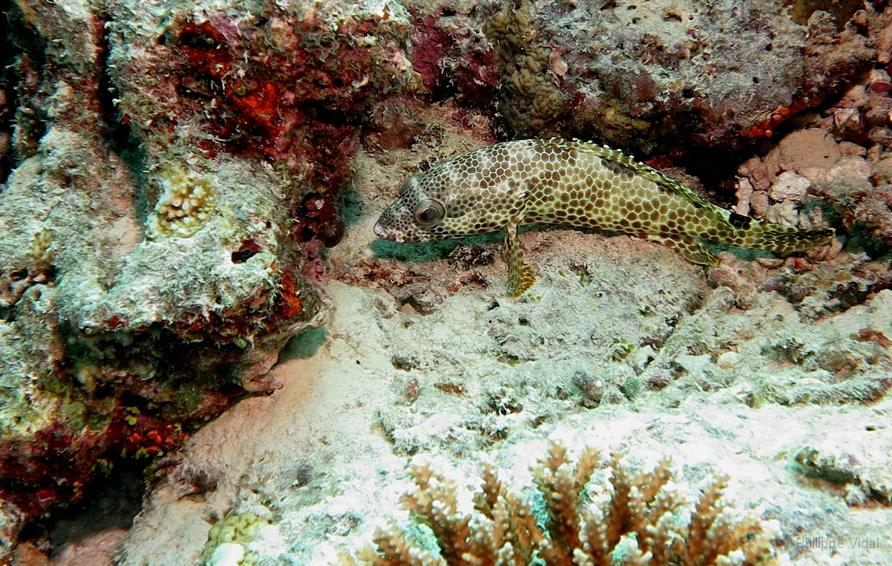 Velidhu - 2013_03_10 - IMG_0391rf_Merou tapis - Epinephelus macrospilos_Galagili west_Plongee.jpg